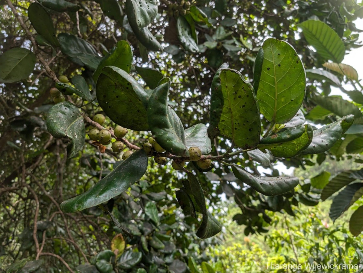 Aporosa latifolia Thwaites
